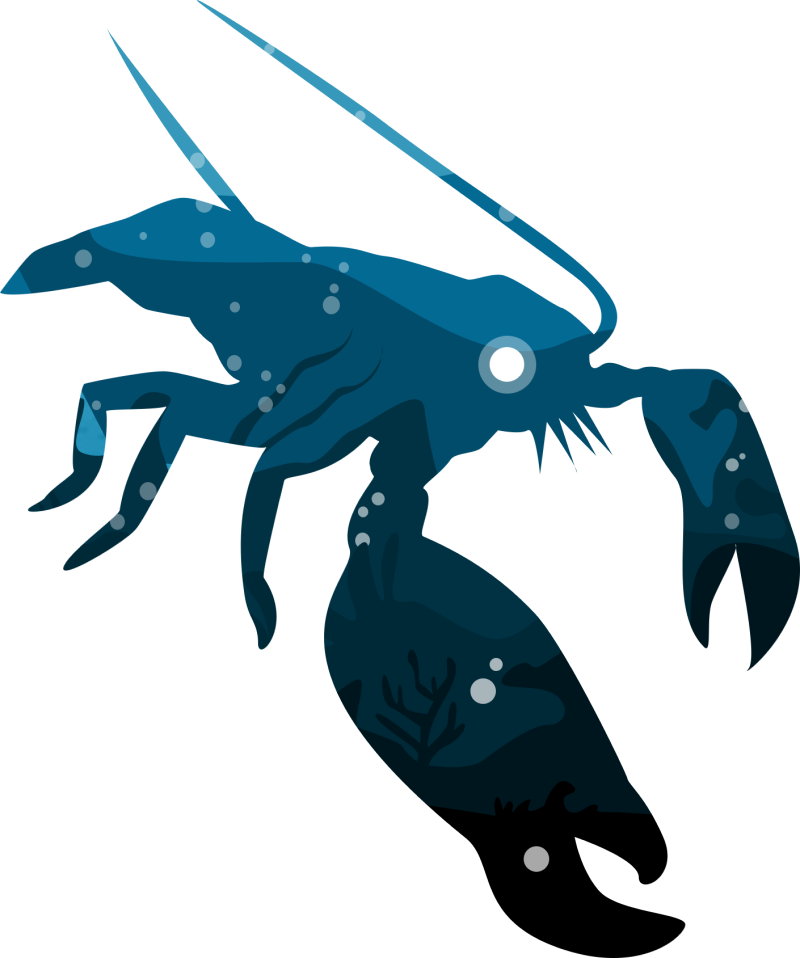Illustration of a shrimp